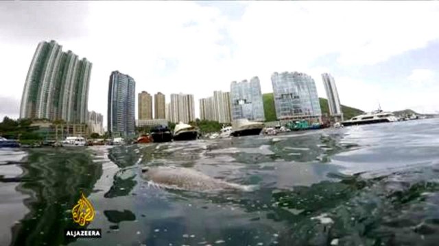 Hong Kong palm oil spill 'an environmental disaster'