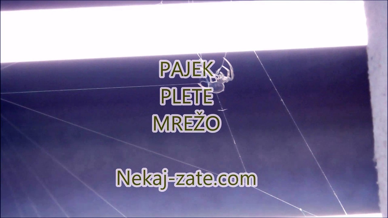 Pajek plete mrežo