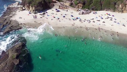 Lost gray whale at Laguna Beach, just feet from swimmers