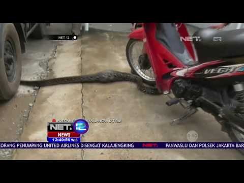 Ular Piton Masuk ke Pemukiman Warga di Pontianak - NET12