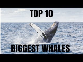 Top 10 Biggest Whales In The World