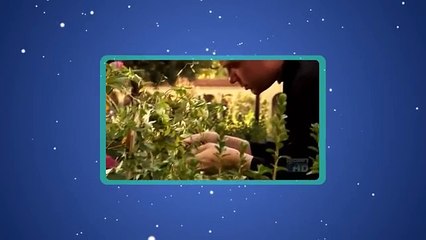 Genética: Experimentos de Mendel