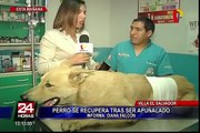 Villa El Salvador: perro se recupera tras ser apuñalado por sujeto