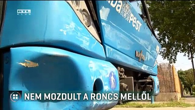 Nem akart a kocsitól mozdulni a kutya a súlyos baleset után