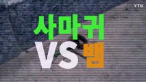 [영상] 뱀 vs. 사마귀...누가 이길까? / YTN