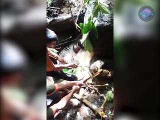 Huge 26ft Long Python Caught In Indonesia