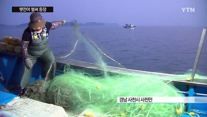 햇전어 벌써 등장...횟감으로 좋아요! / YTN