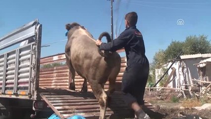 Muş'ta İlk Kurbanlık Sevkıyatı Yapıldı