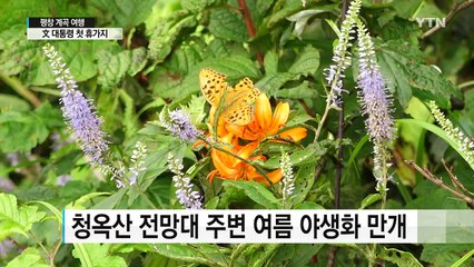 바람과 이끼가 만든 절경...평창 계곡 여행 / YTN