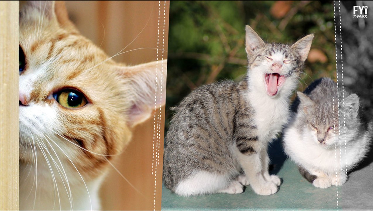 Cats Are Therapeutic
