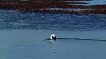 Dance of the Hooded Grebe