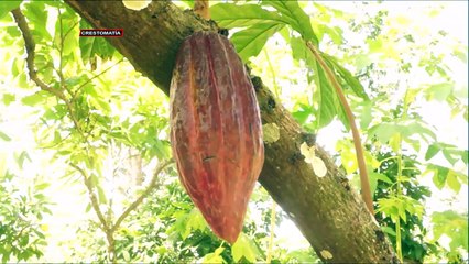 CACAO DE NICARAGUA ENTRE LOS MEJORES 50 DEL MUNDO