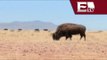 Chihuahua busca incrementar a los bisontes en su hábitat natural  / Todo México