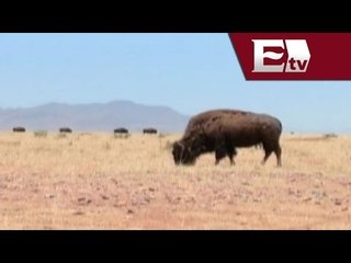 Chihuahua busca incrementar a los bisontes en su hábitat natural  / Todo México
