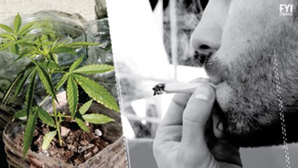 Weed Commercialization in Uruguay