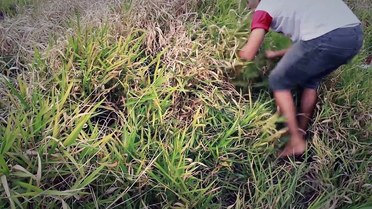 Após o jogo - Curta-metragem - Short horror Acervo do Terror - Lendas Urbanas  Acervo do Terror - Lendas Urbanas