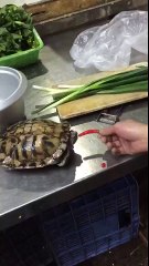 مقطع مضحك سلحفاه تاكل فلفل احمر 