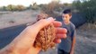 4K CC. Big Regal Horned Lizard, Catching Pet Reptiles & Amphibians In USA CA, UT, AZ Herping HD.