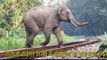 ट्रेन से टकराया हाथी, जो बाद में हुआ देखकर आपके रोंगटे खड़े हो जायेंगे Elephants hit train