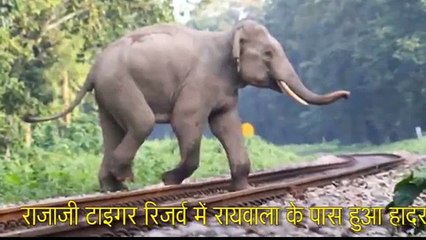 ट्रेन से टकराया हाथी, जो बाद में हुआ देखकर आपके रोंगटे खड़े हो जायेंगे Elephants hit train