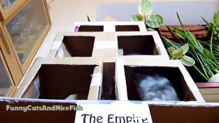 The Empire Cats Building for Scottish Fold Kittens