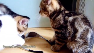 Funny Kittens playing with sunglasses