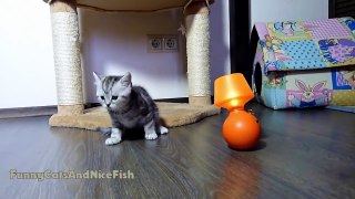Cute Kitten confused by lamp, But Mom Cat not