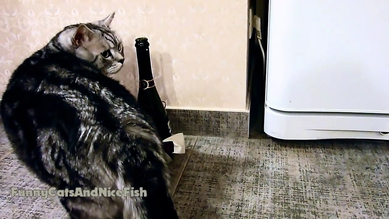 Hangover - Funny Cats  joke