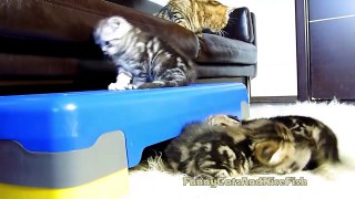 Let's play together ! Funny  Mom Cat and her  Cute Kittens