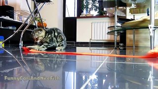 Gang of Scottish Fold Cute Kittens vs. red ribbon