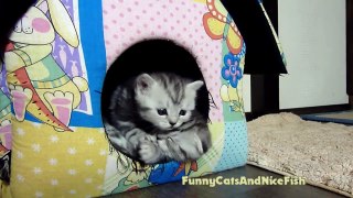 Sleepy Newton and polite Naomi - Too Cute Kittens