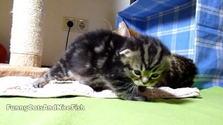 Neko the Cute Scottish Fold Kitten learns how to walk