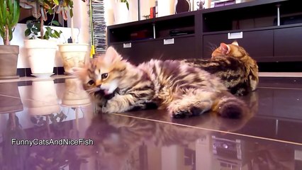 The most tolerant Mom Cat