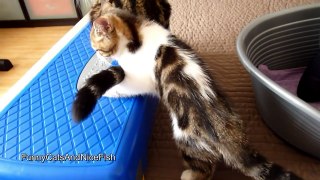 Cute Kitten Chasing of mom cat  tail