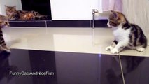 Funny Cats  Fighting - Cute Ninja Kittens