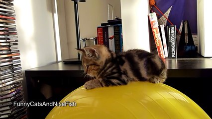 A ball is the best bed for Cute Kitten