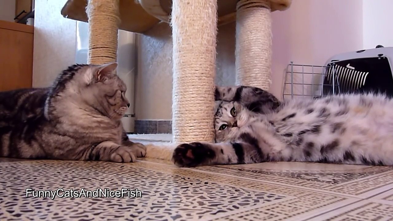 Wake up, bro !  Funny Cats playing