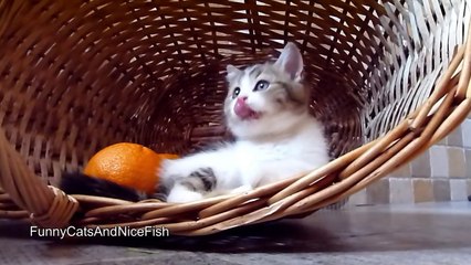 Cute Kitten in the orange spirits