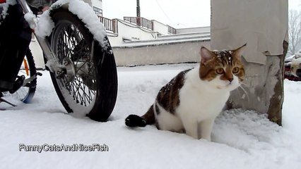 Not Gone in 60 Seconds - Funny Cats