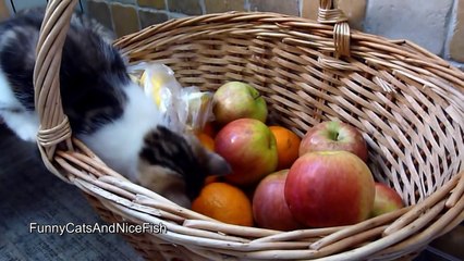 Cute and funny Kitten eating banana
