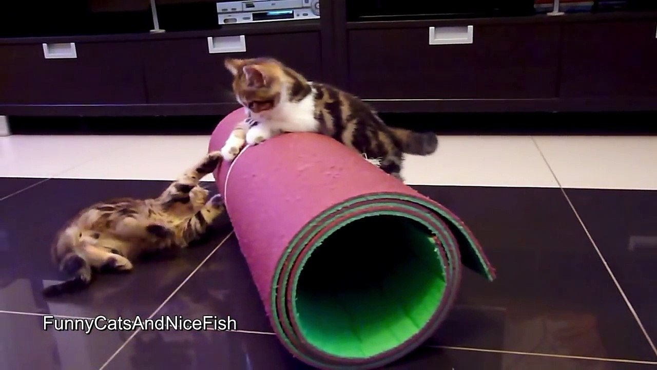 Cute Kittens performs Circus