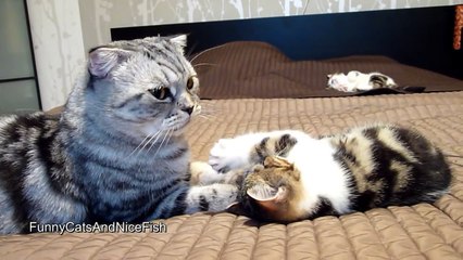 Cute Kitten likes to eat Toffee - Funny Cat