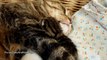 Mom Cat Coco Hugs 7 Cute meowing Kittens