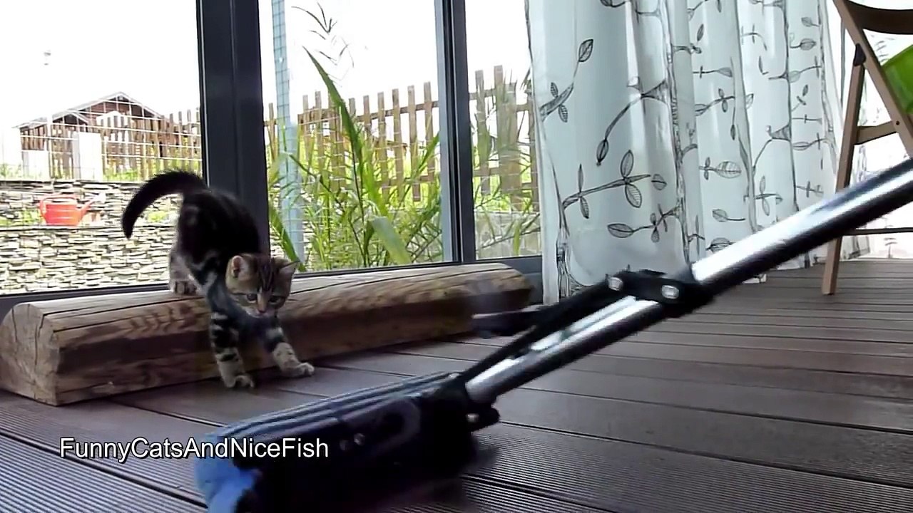 Cute and Funny Kitten dancing with a mop