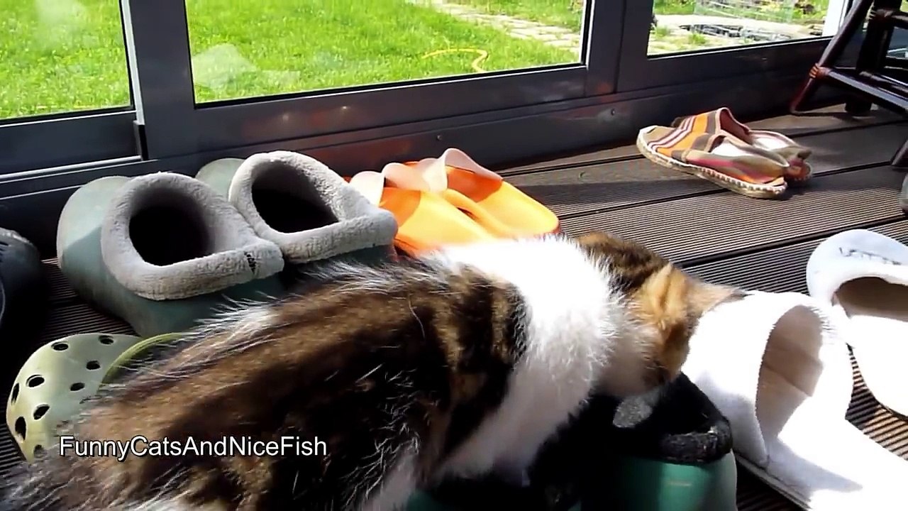 Cute  Kitten playing with galoshes
