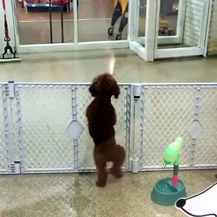 Excited poodle Has no patience
