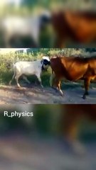 คลิปเด็ด18บวก! วัวหนุ่มสุดคึก นัดฟีเจอริ่งสาว แต่เล่นไม่ดูไซส์ ความเฟลจึงบังเกิด (ความรู้ ทาง ชีวฟิสิกส์)