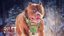 Kisah Hulk, Anjing Pitbull Terbesar di Dunia - Silet 10 Agustus 2017