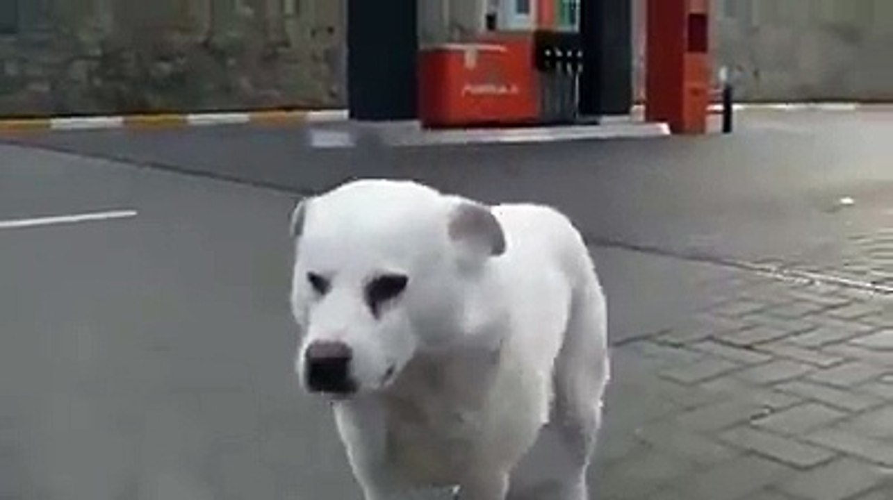 IMPRESIONANTE: se encuentra un perro en la calle y mire lo que sucede