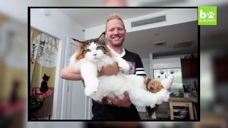 4ft Long Samson Is New York’s Biggest Cat- Teaser